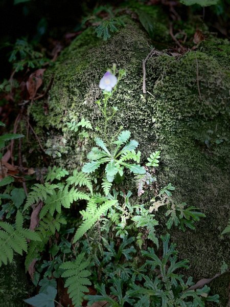 台北大縱走第三段2786893