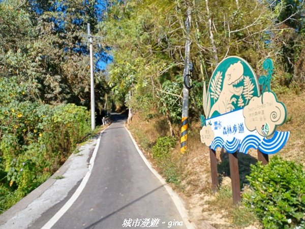 【南投魚池】天晴健行趣。 台版侏儸紀公園_澀水森林步道2407787