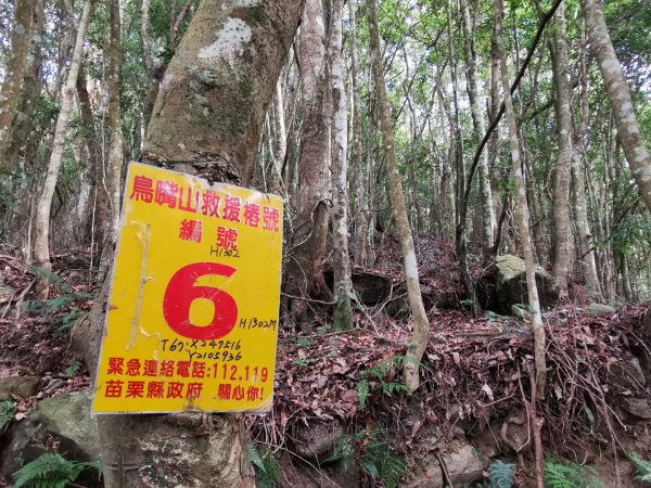 步道巡訪員 l 鳥嘴山步道12月巡訪日誌1200896