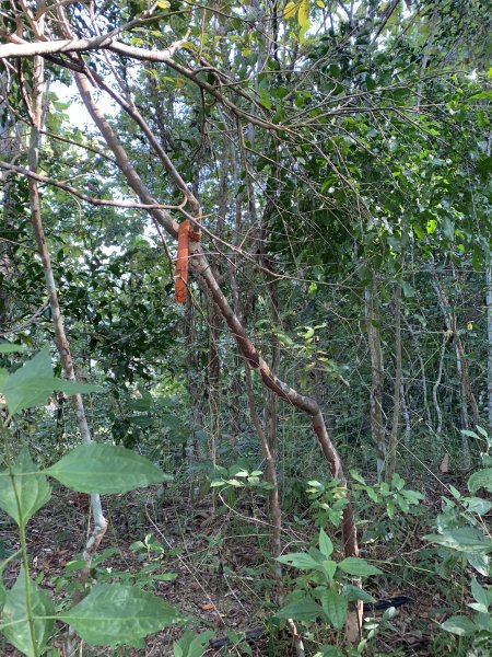20251122高雄笠山-坦水衍山2945355