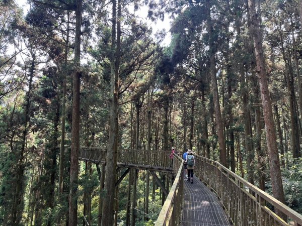 溪頭天文台 空中走廊 神木林道 賞鳥步道2486083