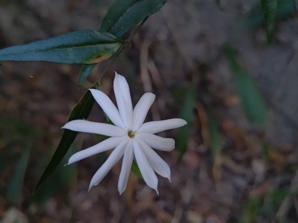 盆貿里山三盆連走2749535