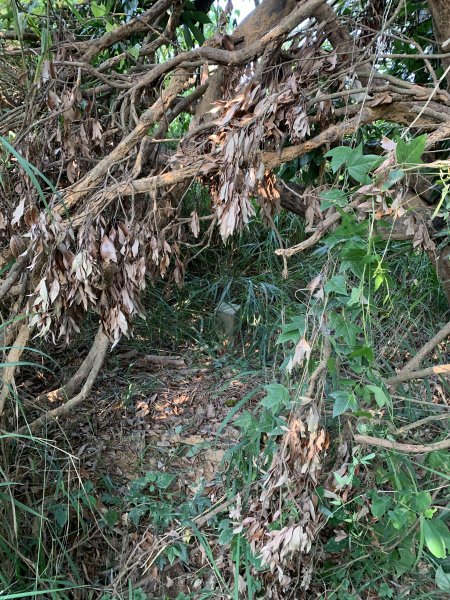 20251115高雄大坪頂封面