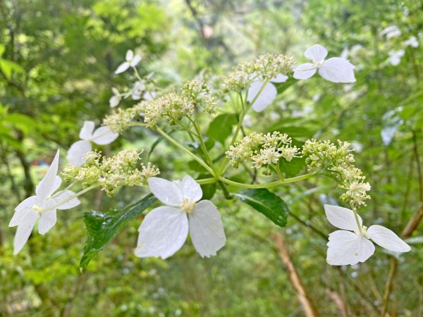 拉拉山神木區悠遊   2020/5/16970872