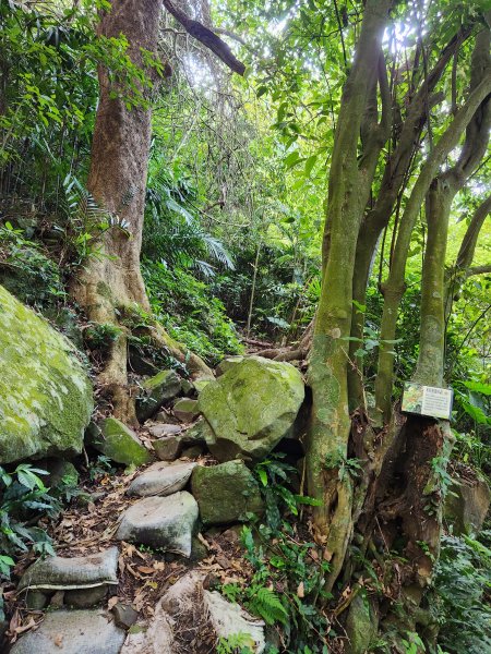 20230917 觀音山（盤絲-鷹仔尖-潮音洞-東明山-占山-北橫古道-駱駝-硬漢嶺）2284848