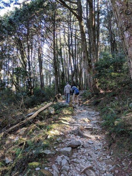 大雪山森林遊樂區之稍來山與木馬道286633