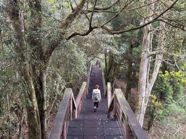 溪頭天文台 空中走廊 神木林道 賞鳥步道2486079