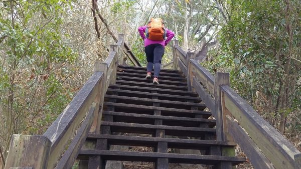 (姨婆趴趴走)第三集:台中新田登山步道、聚興山、大胡山環狀縱走2104979