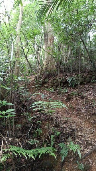 20250607 新竹竹東三山(樹杞林山 - 新具庄山 - 員崠子山)  O型2808883