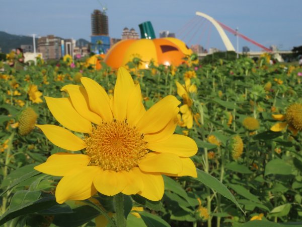 ［大佳河濱公園］［向日葵］2329569