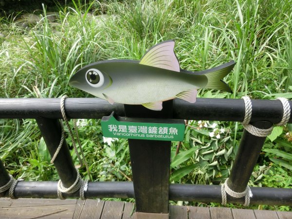 仙山．蓬萊溪護魚步道452591