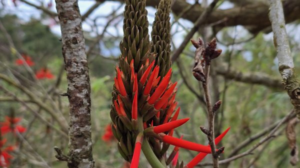 2025貓空杏花林杏花大爆發，粉紅、深紅及白色杏花爭奇鬥艷，從公車站步行20分鐘即抵達2720177
