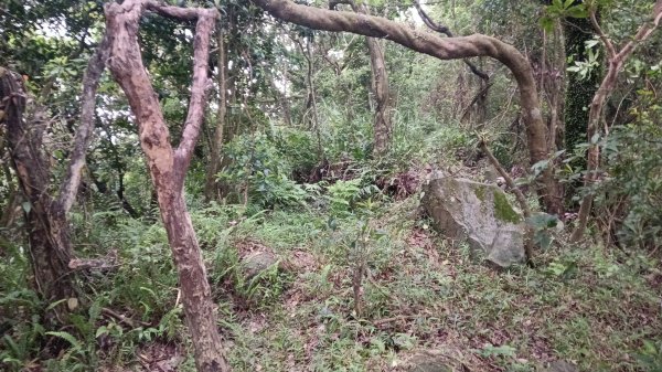 石門區北海道場-九芎林西北峰-九芎林山-土地公嶺古道O型3119064