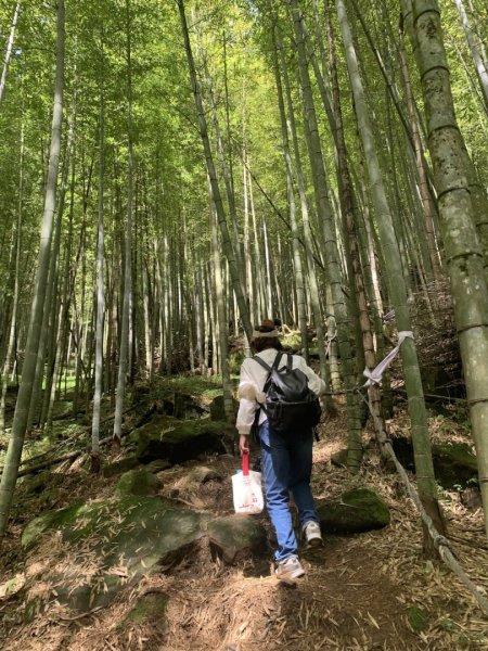 溪頭山步道2268750