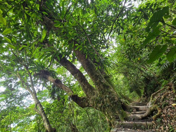 聖母登山步道（抹茶山）、三角崙山（小百岳）2774111
