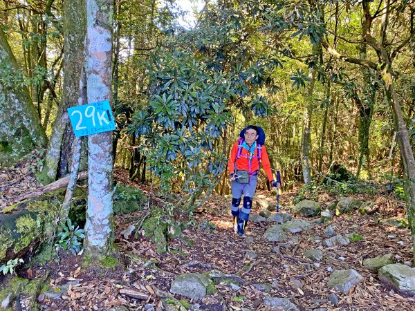 鳶嘴稍來神木、稍來山O型走20209151102466