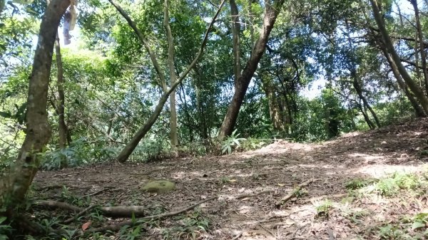 基隆市石象山-石獅山Y字走3116676