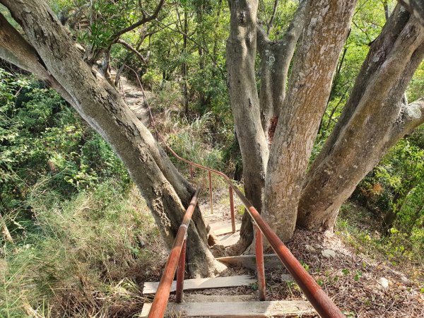 清水岩中央嶺造林步道1188959