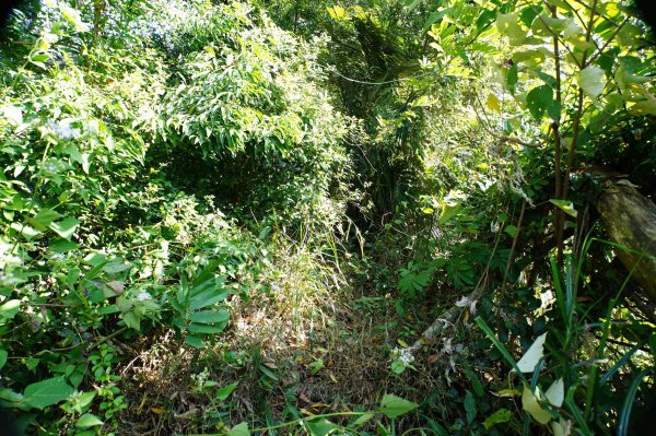 苗栗 卓蘭 白布帆山2967918