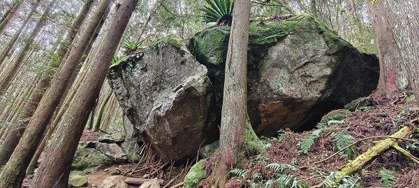 2025/04/04_加里山登山步道2755051