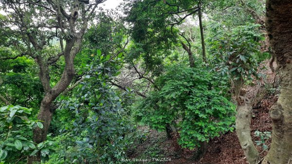 《彰化》西北雨後｜花壇大嶺巷步道群O繞202408242579745