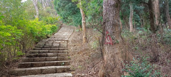 大分林山步道-2022/01/081577923