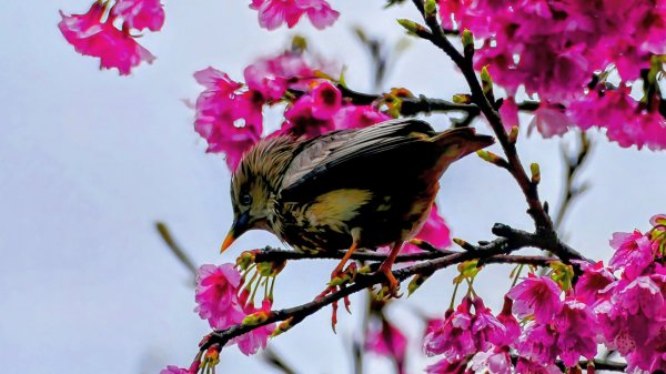 《青玉案・樂活櫻雲照水》2709179