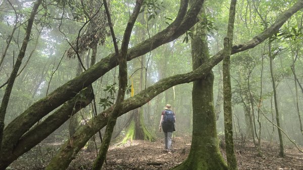 民都有山，夏日首選，好涼爽的中級山，新竹熱門登山景點，時而陽光穿林，時而濃霧彌漫，非常迷人。2827255