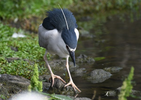 2016_0515_大安森林公園2072960