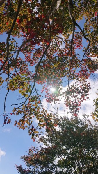 馬那邦山O走2370157