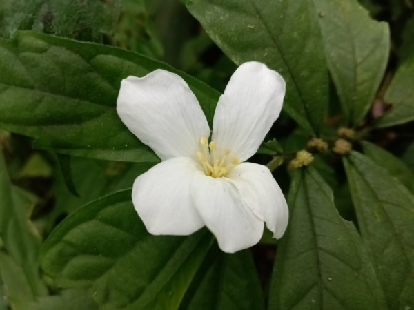 瑞芳區八分寮頂砲台+八分寮頂山+八分寮古道O型2772377