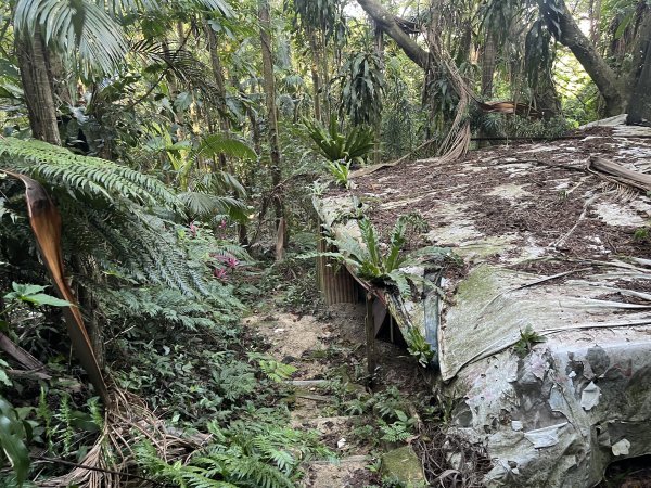 [微笑山線_第五段] 2025_0705 天上山系_五尖山2830321