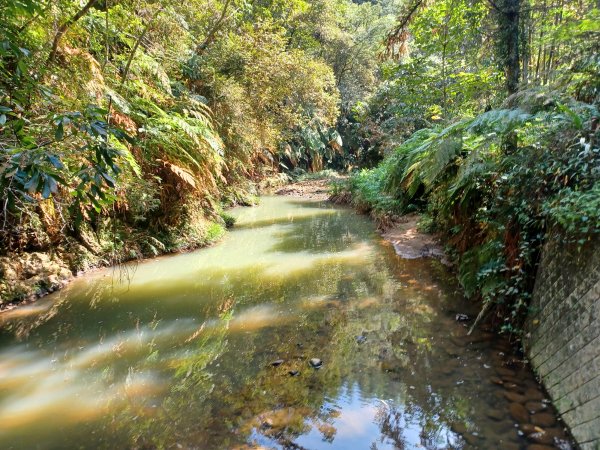 【南投魚池】澀水森林步道2933044