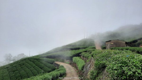 《嘉義》雲霧茶園｜雲嘉三加一連峰O繞202406082520288