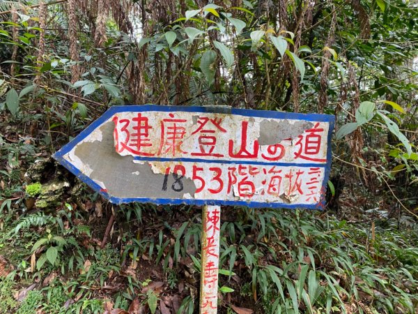 水社大山水晶蘭大爆發881626