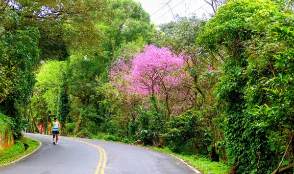 勤進路櫻花3009708