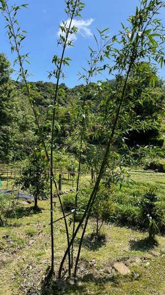 新北｜瑞芳．雙溪 淡蘭古道中路．暖東舊道（TK2-1~2-5 暖東峽谷步道、暖東舊道、五分山步道）2004159