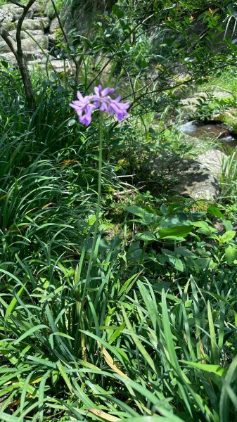 台北大縱走第二段2786941