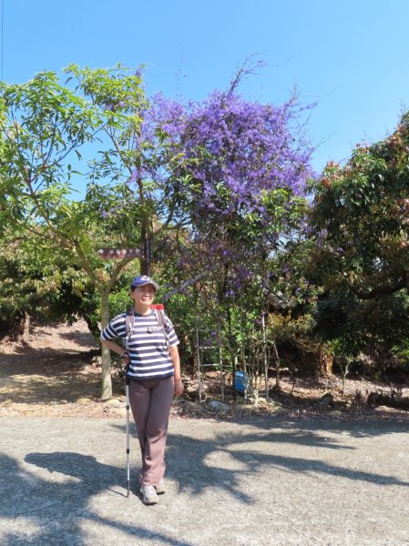 南投草尾嶺步道(賞血藤花)3031421