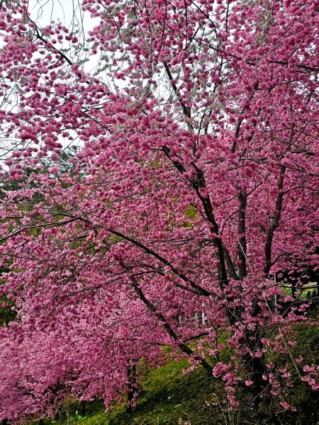 司馬庫斯神木群步道及櫻花季-(新竹)臺灣百大必訪步道3007823