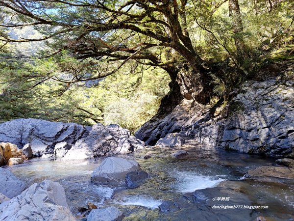 【南投】合歡溪步道：遠得要命的櫻花鉤吻鮭2912241