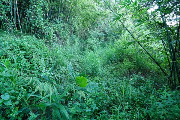 新竹 竹東 柯子湖山、尖山2613895