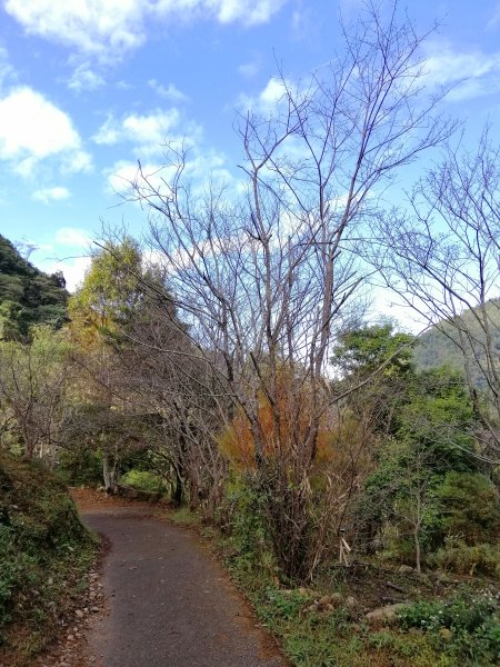 【台中。和平】谷關七雄入門款。 唐麻丹山874507