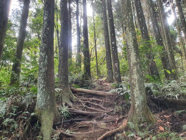 南庄向天湖山（小百岳）1343478