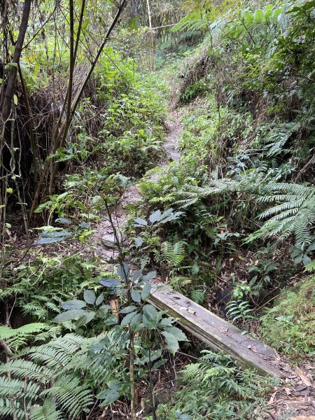 20231230新北八里觀音山O型縱走 - 鷹仔尖 -> 占山 -> 觀音山 -> 牛港稜山2406620