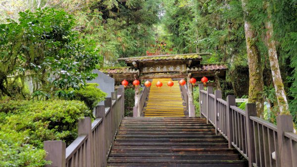 鐵杉林步道,見晴步道,鳩之澤步道2588275