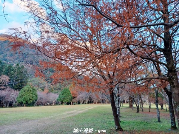 【南投仁愛】光影下的森林療育。 奧萬大國家森林遊樂區步道群2973081