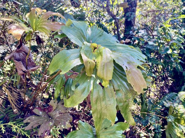 MT. KINABALU沙巴神山登頂記    2023/2/15-162041114