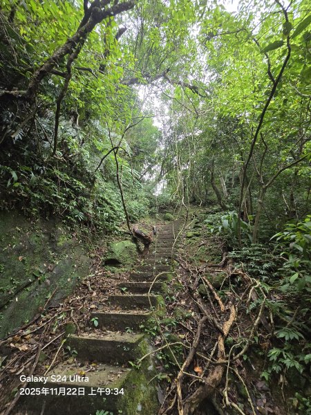 2025-11-22微笑山線：【五分山系】平溪小黃山段2943287