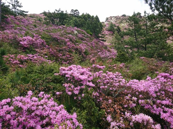 合歡山北峰 紅毛杜鵑611408